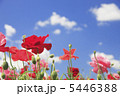 5446388
