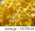 5570018