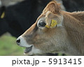 ジャージー牛 5913415