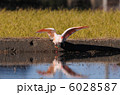 6028587