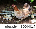 ニワトリの親子 6090015