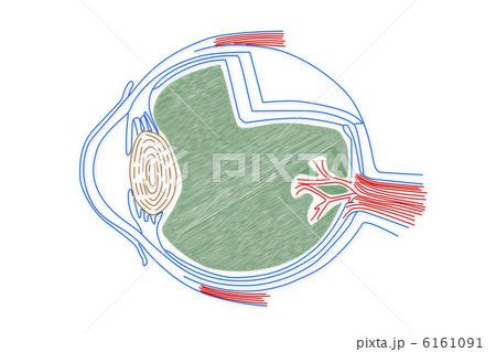 插图 human eye structure