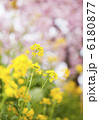 菜の花と河津桜 6180877