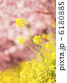 菜の花と河津桜 6180885
