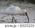 トキ 6325220