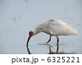 6325221