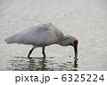 6325224