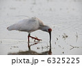 6325225