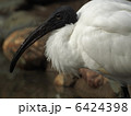 6424398
