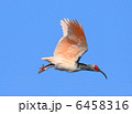 6458316