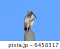 6458317