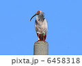 6458318