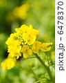 満開の菜の花 6478370