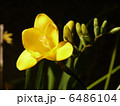 6486104