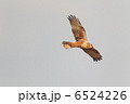 6524226