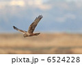 6524228