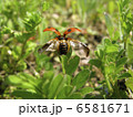 6581671