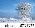beautiful winter landscape with a lonely tree