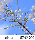早春の白梅の枝にとまる2羽のメジロ 6792509