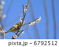 早春の白梅の枝にとまるメジロ 6792512