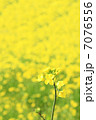菜の花 7076556