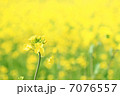 菜の花 7076557