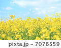 菜の花 7076559