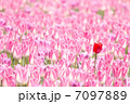 7097889