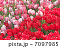 7097985
