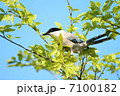 樹上のオナガ 7100182