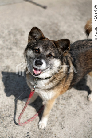 四国犬