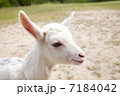 7184042