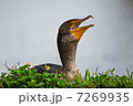 Cormorant Cormorant