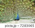 動物 動物園 羽根
