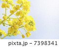 菜の花 7398341