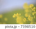 菜の花と青空 7398510