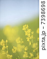 菜の花と青空 7398698