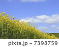 菜の花と青空 7398759