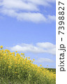 菜の花と青空 7398827