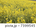 菜の花 7399545
