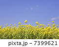 菜の花と青空 7399621