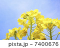 菜の花 7400676