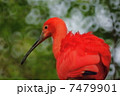 紅いトキ 赤 鳥 横顔