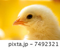 ひよこの横顔 アップ マクロ 生物