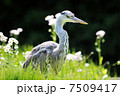アオサギ 花 動物 鳥