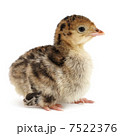 chicken chicken