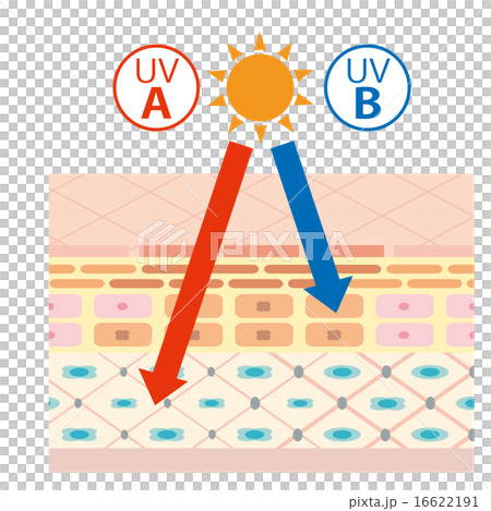 图库插图: 皮肤横截面图像图像_紫外线a波b波