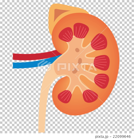 插图素材: 肾 断面图 剖面图