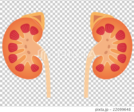 插图素材: 肾 断面图 剖面图