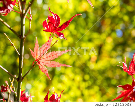 写真素材: red maple leaves in autumn 全て表示